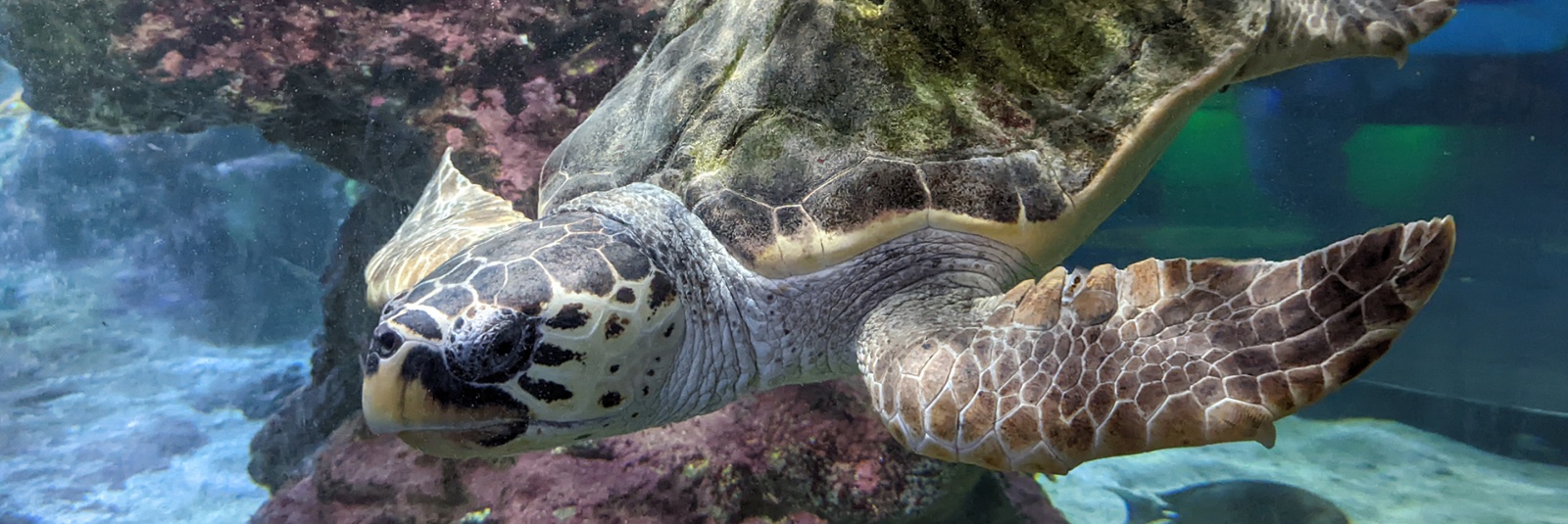 The Aquarium of Genoa (2026 Ticket Prices and Opening Hours)