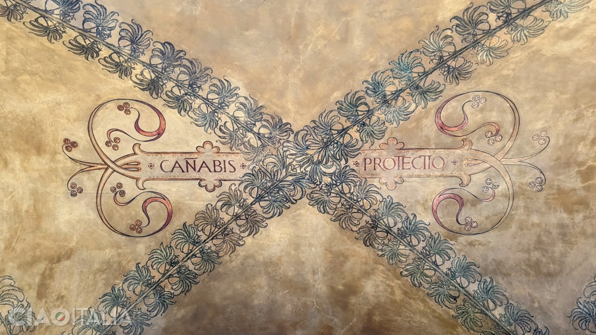 "Cannabis is protection"