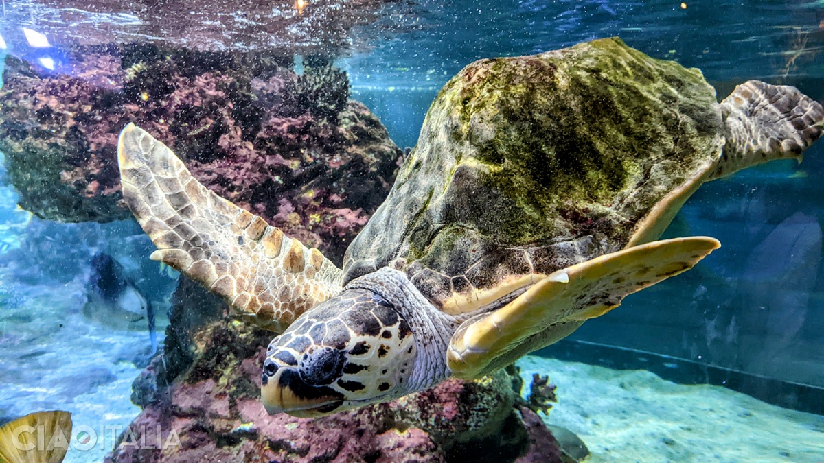Sea turtles will certainly impress you.