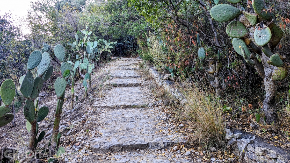 At first, the path climbs among cacti and trees.