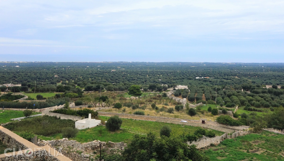 The olive groves stretch all the way to the sea.