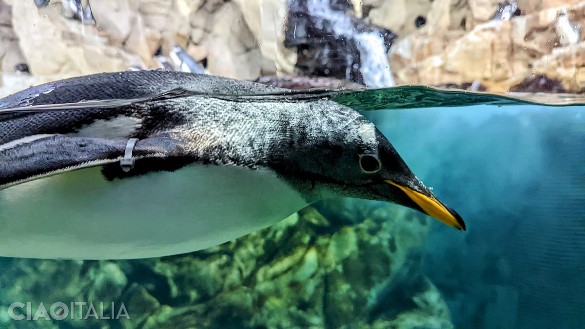 The Kingdom of Ice at the Aquarium of Genoa - penguins and Antarctic marine species