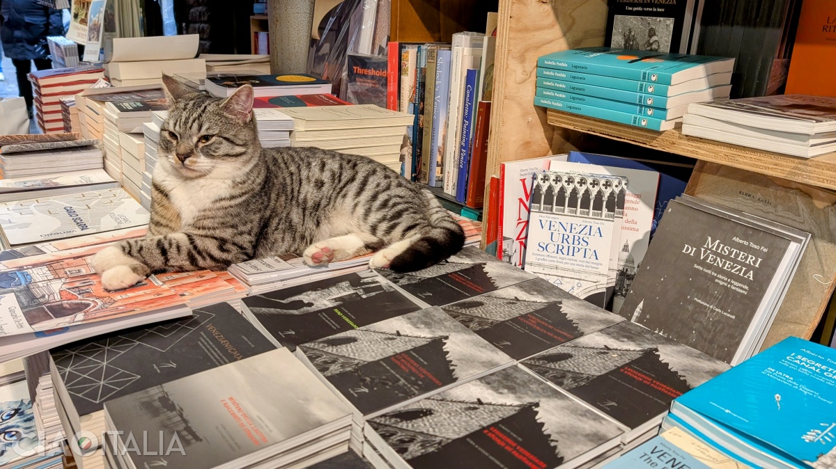 In the bookstore, the cats feel right at home.