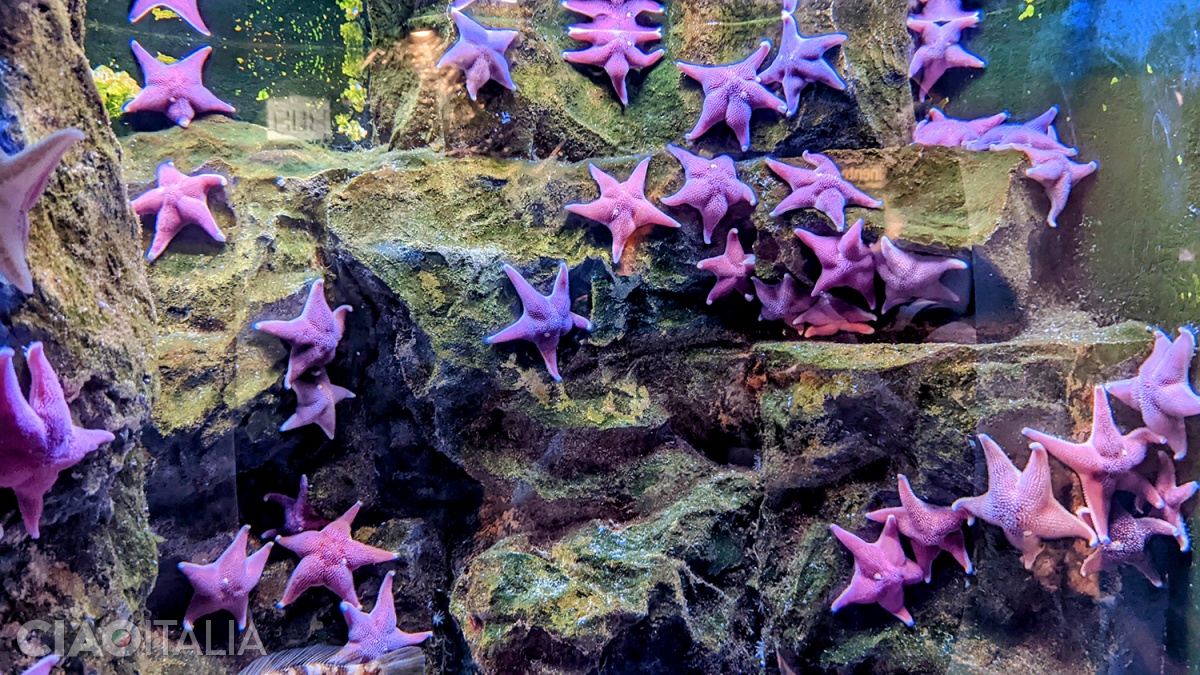 Starfish complete the fascinating world of the Aquarium of Genoa.