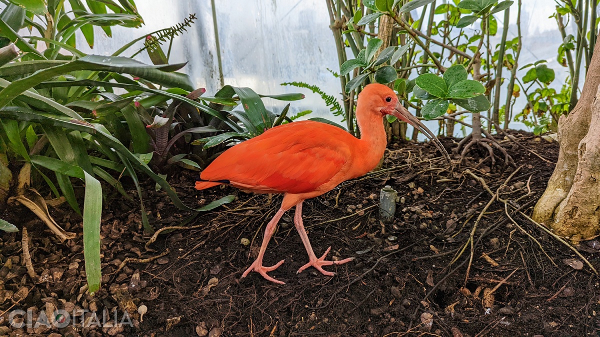In the Biosphere of Genoa, the scarlet ibis wanders freely among visitors.