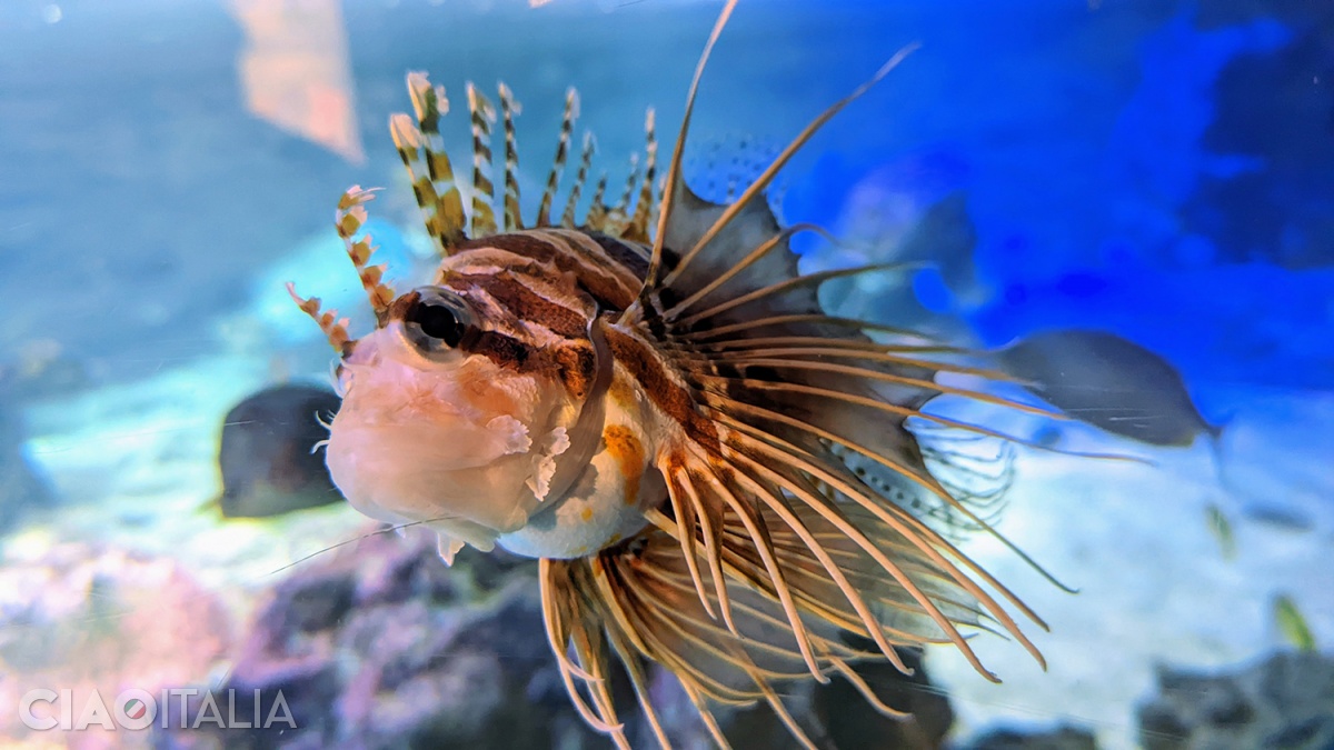 Pterois volitans is a venomous fish that lives in coral reefs.