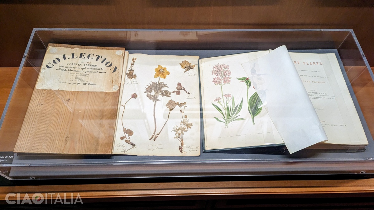 From the flora of the Alps