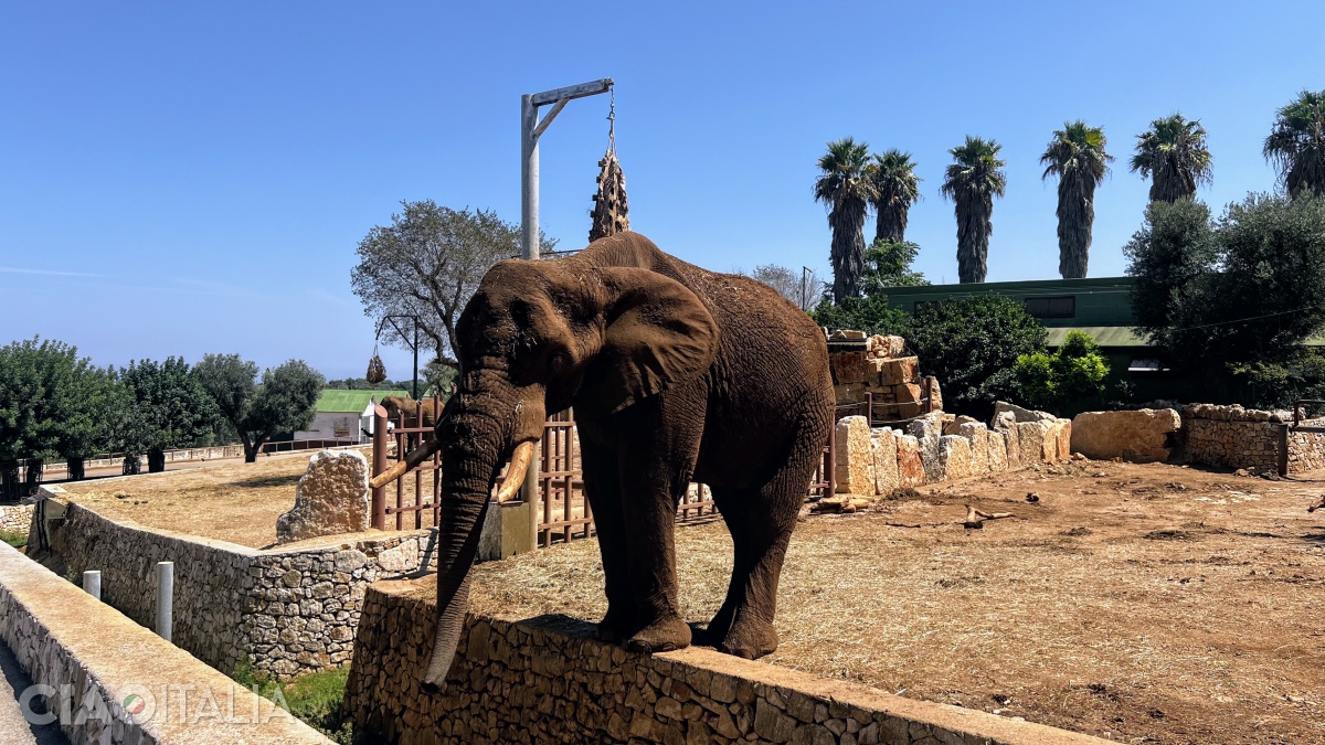 Among other animals, you will also encounter elephants.