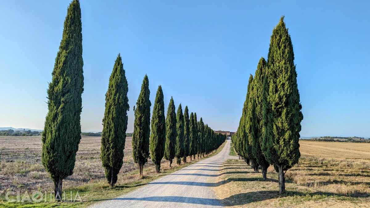 The roads in Tuscany are often lined with cypress trees.