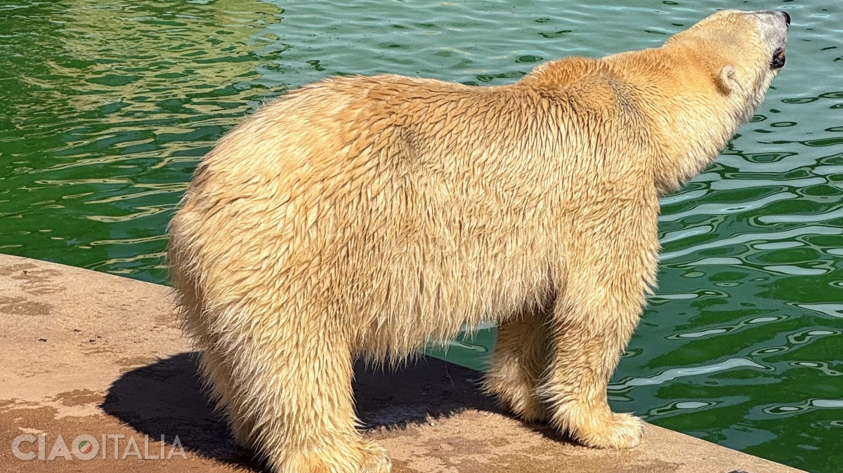 In the area called "Large Mammals Lake", you will also see polar bears.