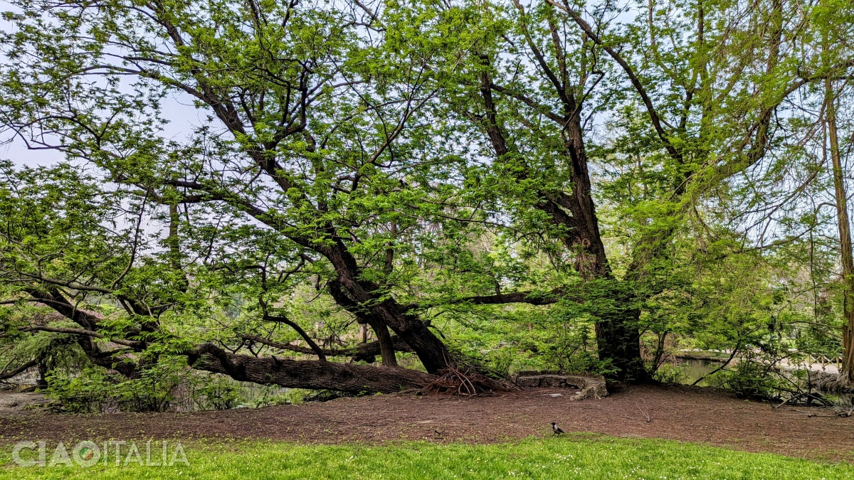 The Caucasian walnut tree in Sempione Park is listed in the Register of Monumental Trees of Italy.
