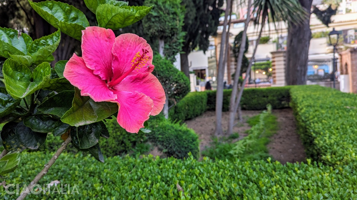 The flowers add color to the Villa Comunale park.