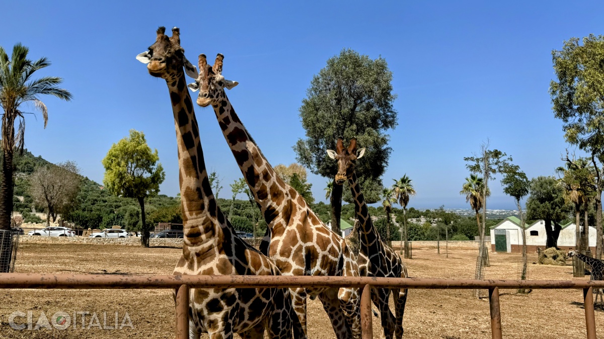 The giraffes watch you curiously.