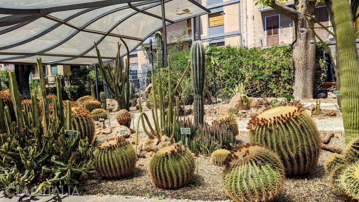 The cactuses will surely impress you.