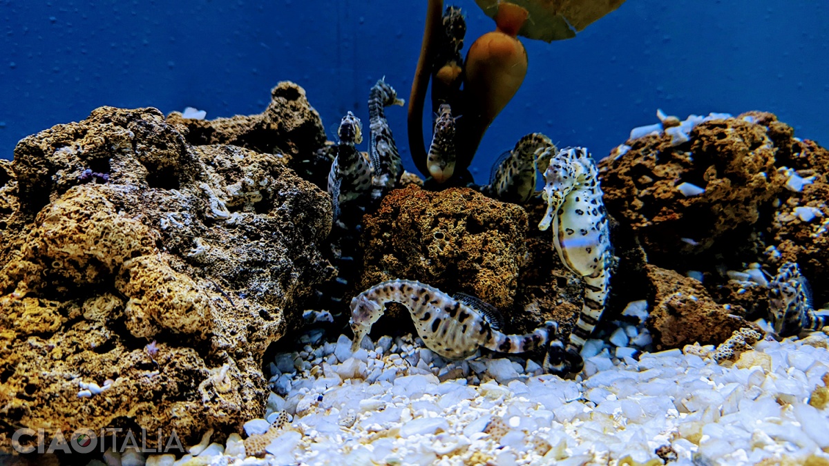 Nothing can rival the grace of seahorses.