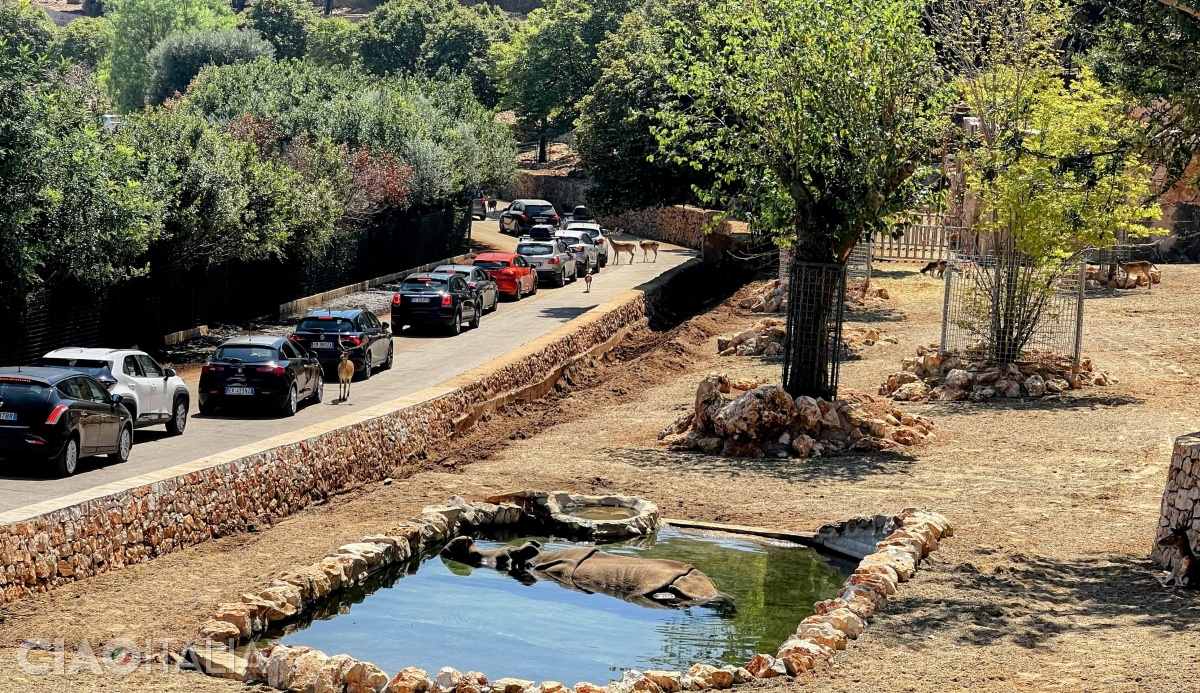 The hippos cool off in the water