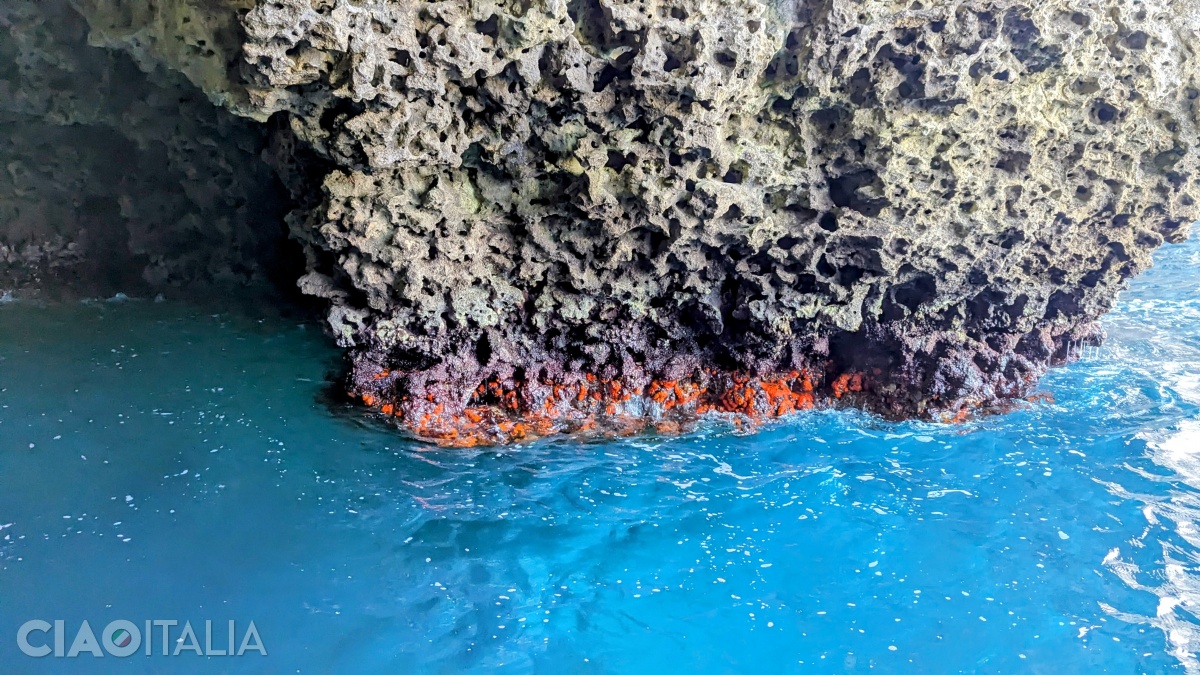 Red-orange corals are found on the rocks.