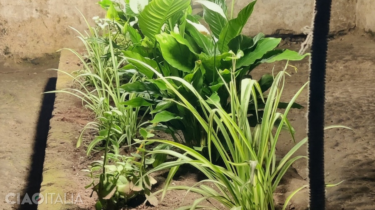 In the underground of the city of Naples, the growth of plants without natural light is being studied.