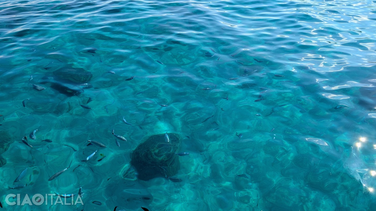 In the water, you can see the "occhiate" (saddled seabreams).