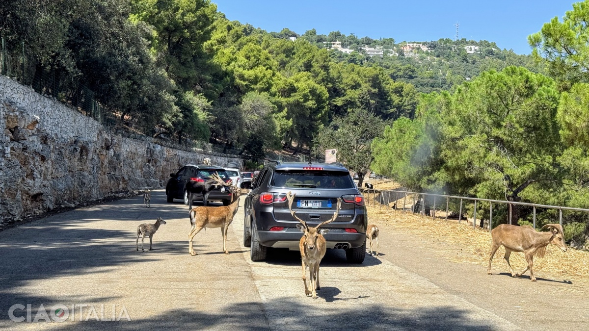 At the beginning, you will be greeted by deer and roe deer, as well as other herbivores.