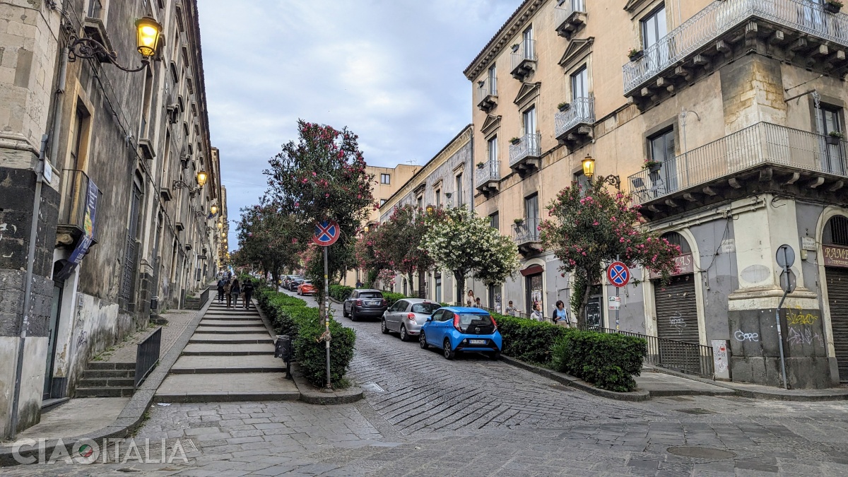 Via Antonino di Sangiuliano is lined with oleander trees.