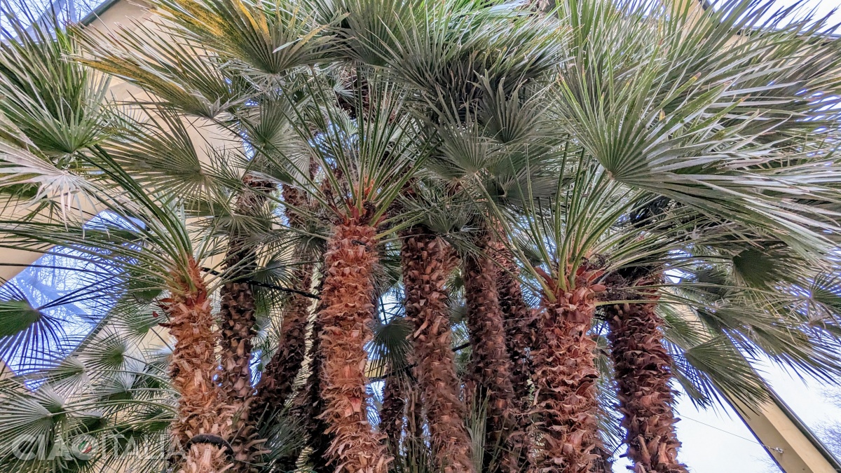 St. Peter's Palm is the oldest plant in the Botanical Garden of Padua.