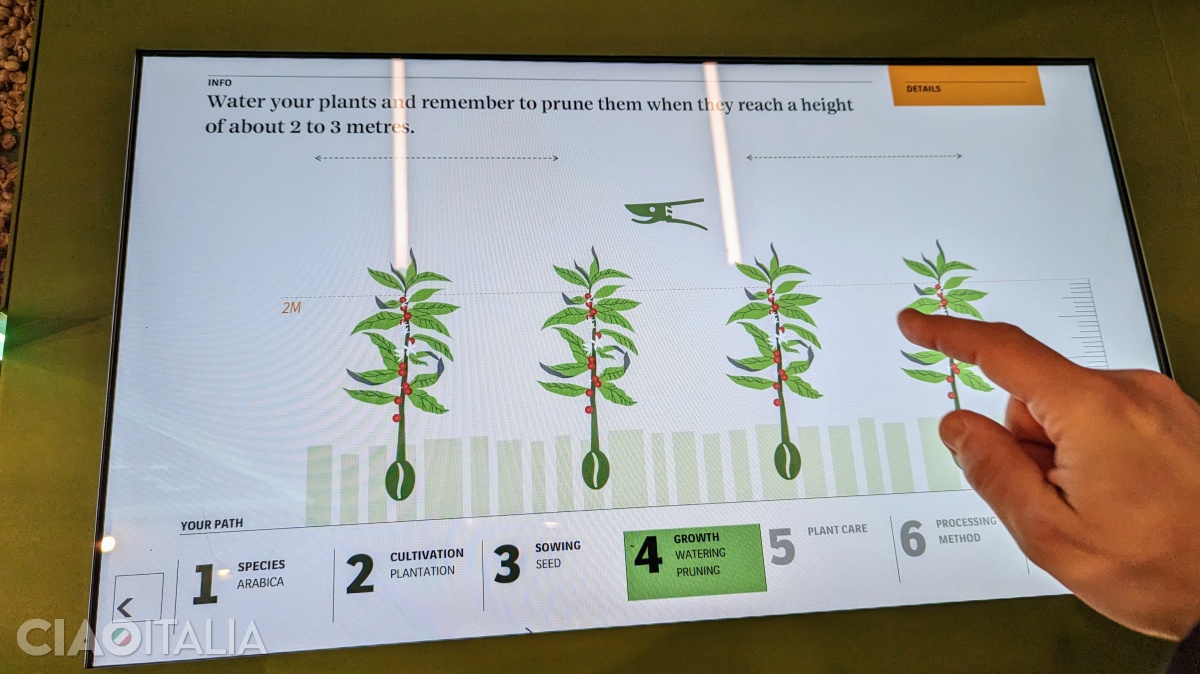 Here you can virtually grow your own coffee...