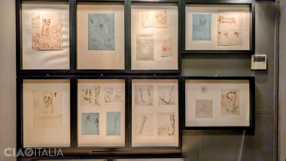 Studies of human anatomy