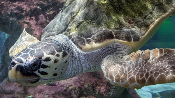 The Aquarium of Genoa (2026 Ticket Prices and Opening Hours)