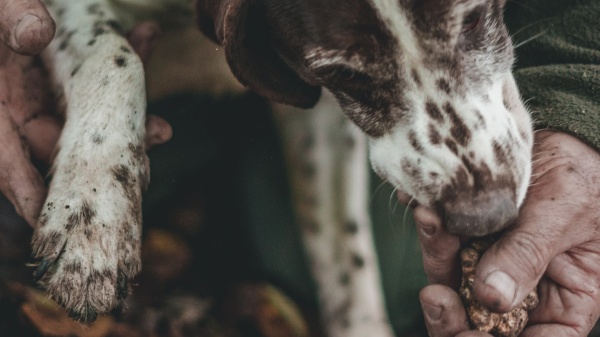 Truffle Hunting in Tuscany